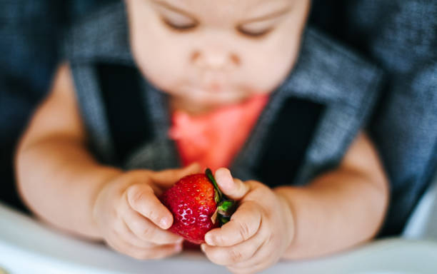 Young child eats fruit in the high chair