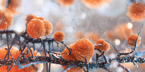 istockphoto-2169909586-612x612